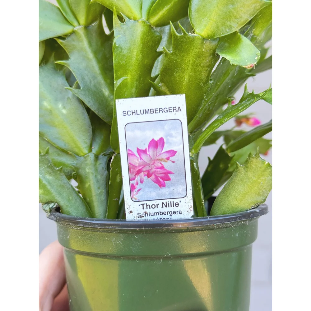 Christmas Cactus - Schlumbergera bridgesii 'Thor Nille' Lavender