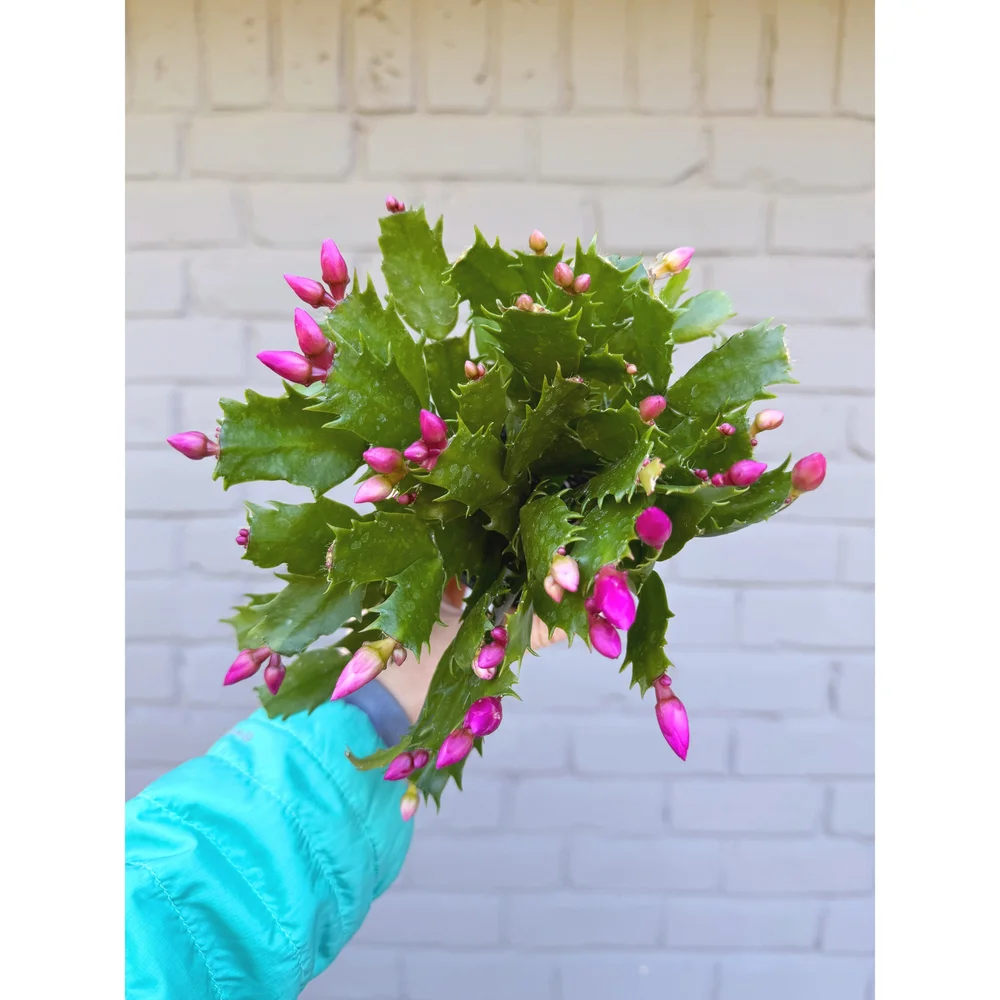 Christmas Cactus - Schlumbergera bridgesii 'Thor Nille' Lavender