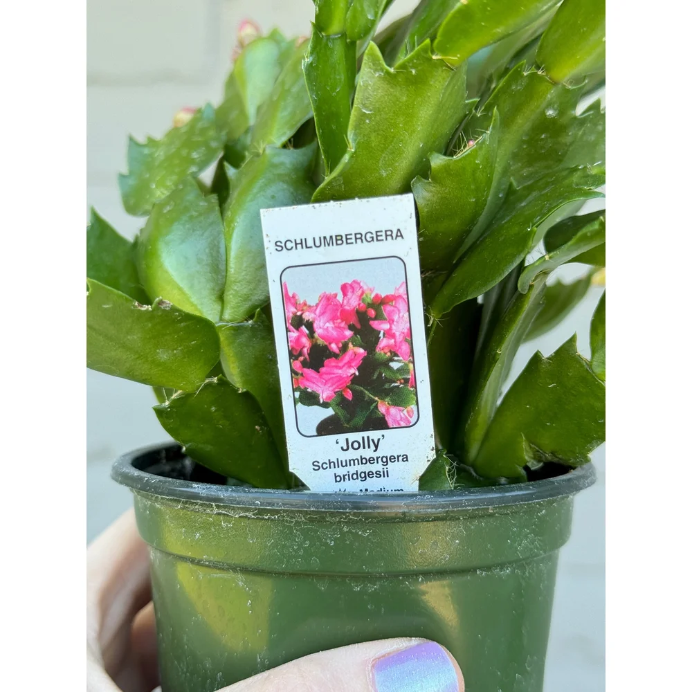 Christmas Cactus - Schlumbergera Bridgesii 'Jolly' (Light Pink Blooms)   Stayin' Alive Succulents