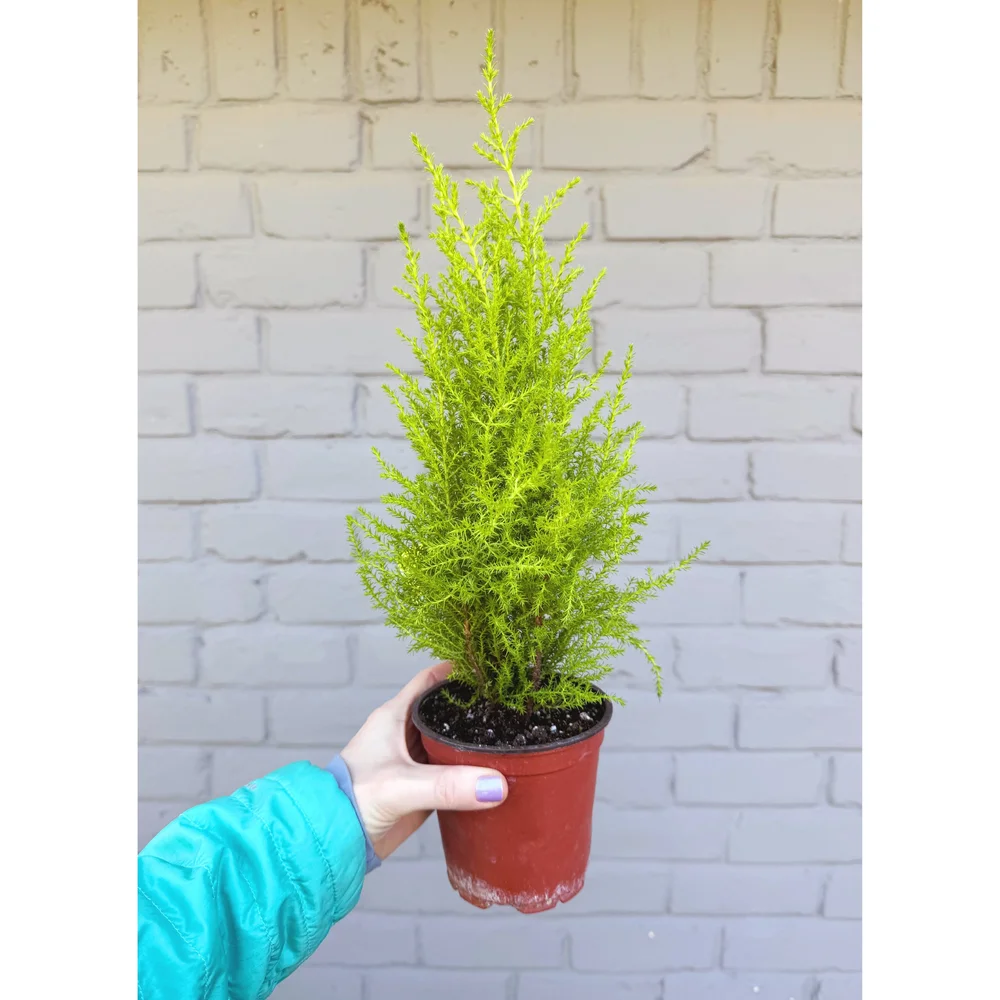 Lemon Cypress 'Goldcrest' (Grinch Tree) — Stayin' Alive Succulents