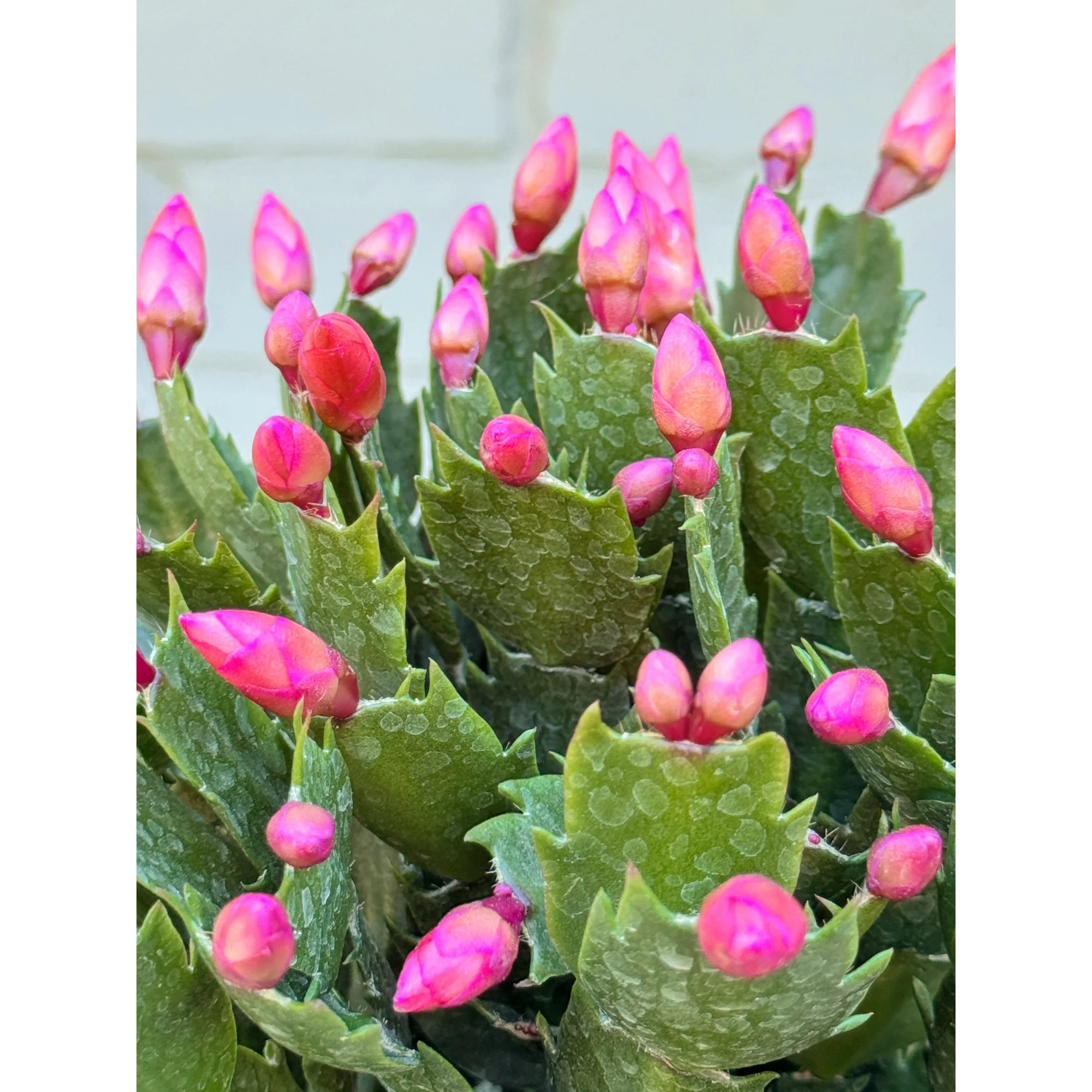 Christmas Cactus 'Thor Olivia' (orange blooms)