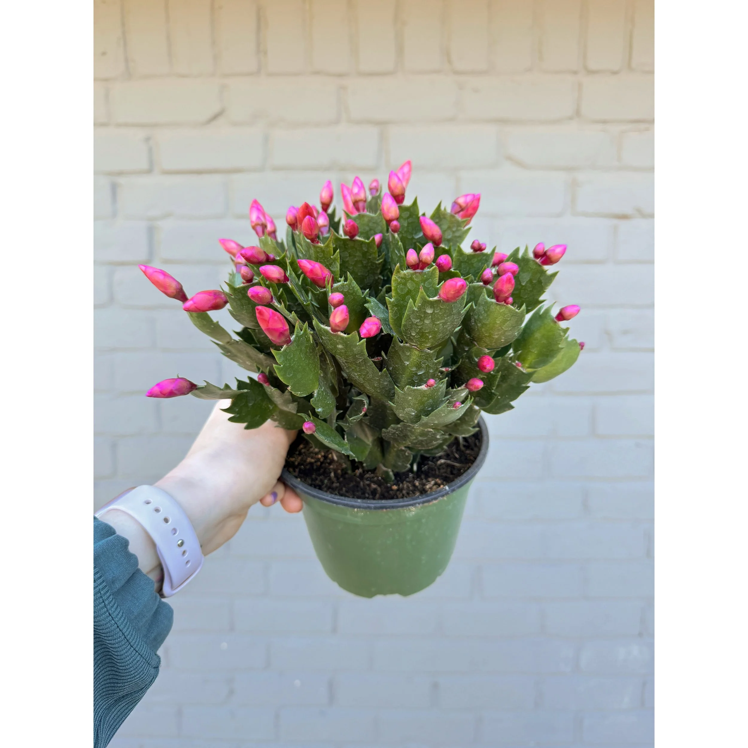 Christmas Cactus 'Thor Olivia' (orange blooms)