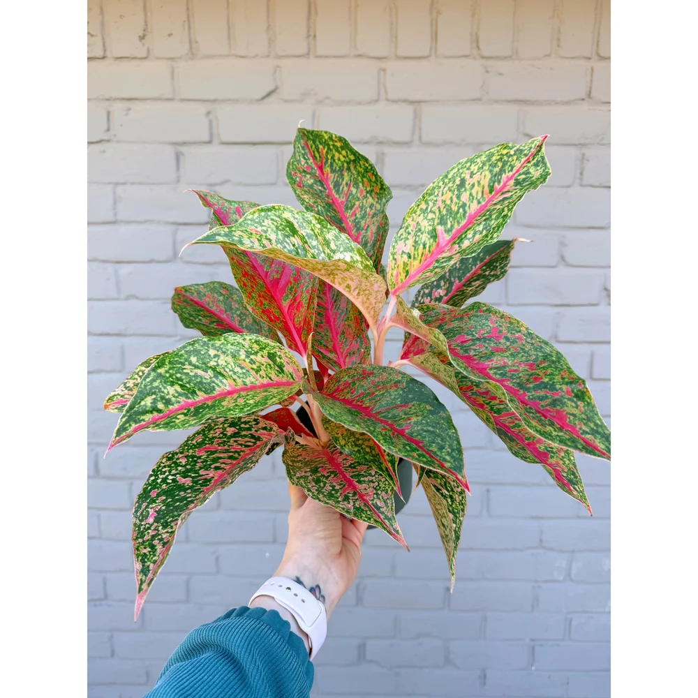 Aglaonema Hybrid 'Night Sparkle' 6