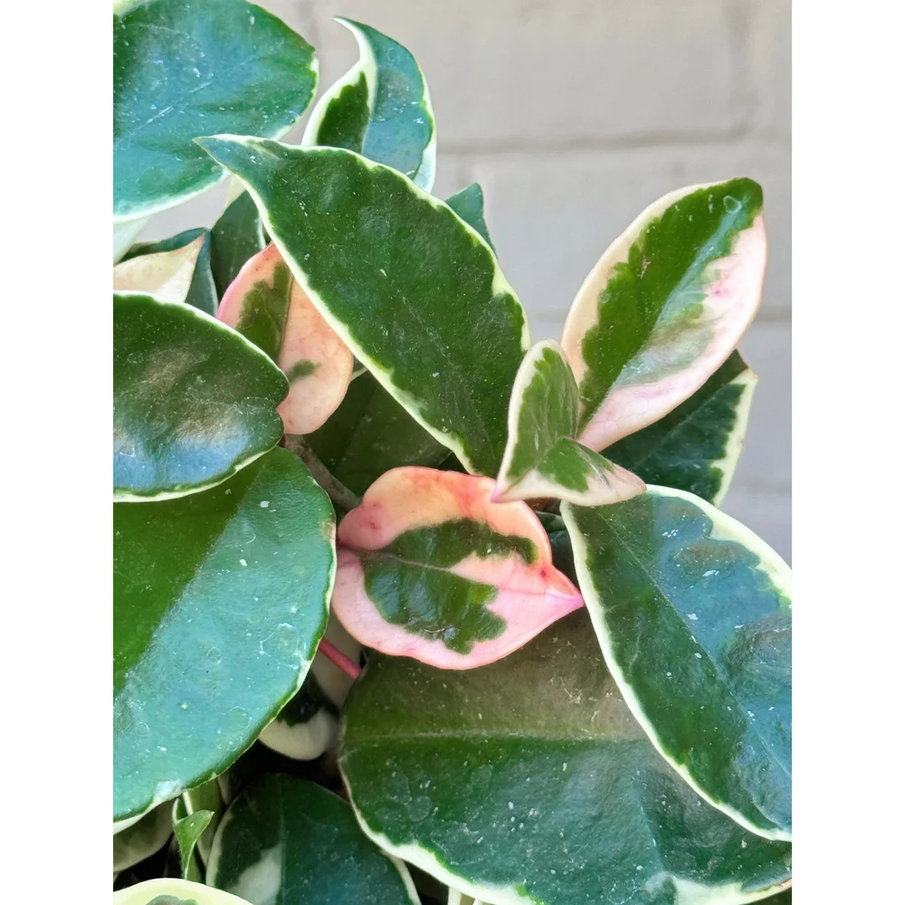 Hoya Carnosa 'Snowball' 6