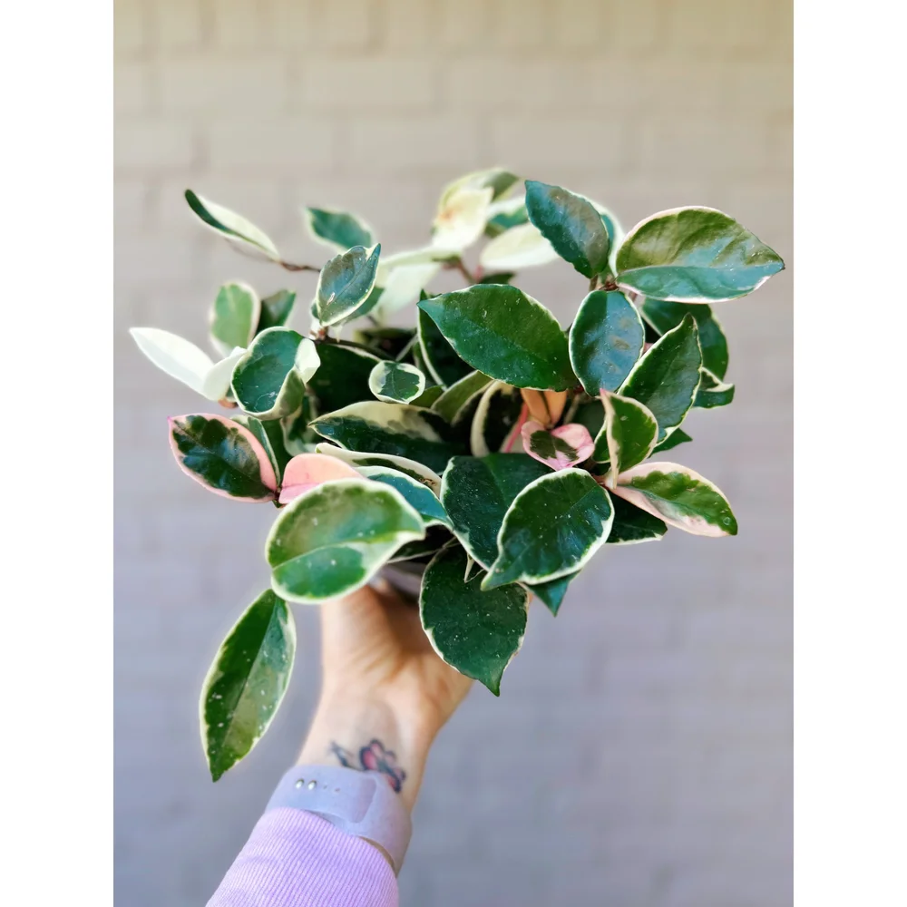 Hoya Carnosa 'Snowball' 6