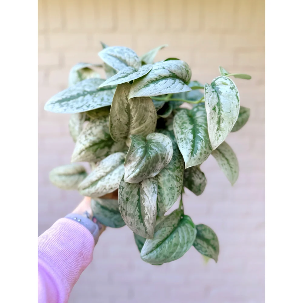 Scindapsus 'Dappled Dude' 6