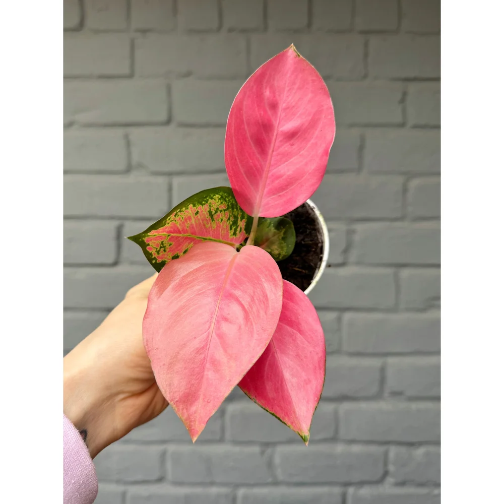 Aglaonema Pink 'Silver Cherry' 4