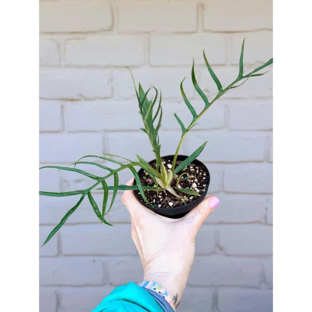 Philodendron 'Tortum' 4"  Stayin' Alive Succulents