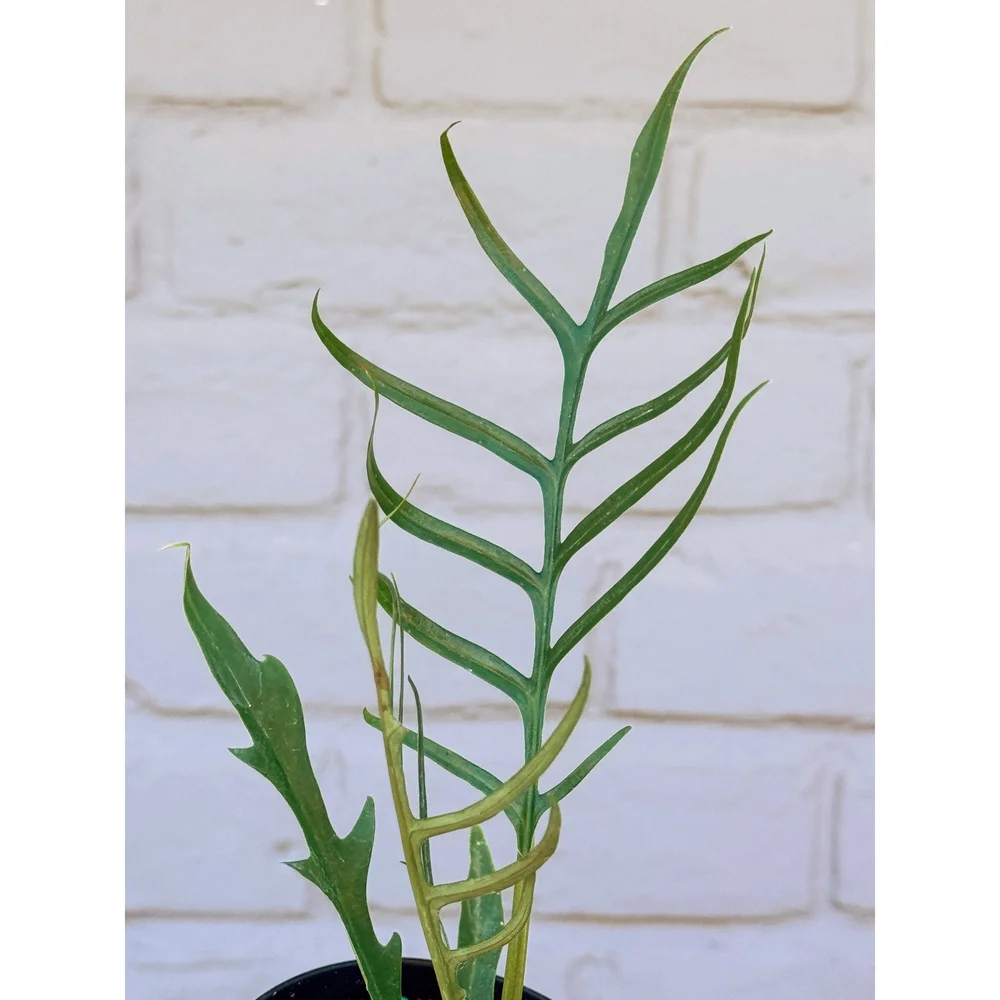 fake succulents small Set of 3 Small Artificial Succulent Plant Mini Fake Faux Succulents  Realistic Cactus Cacti Plants in Rose Gold Geometric Pots