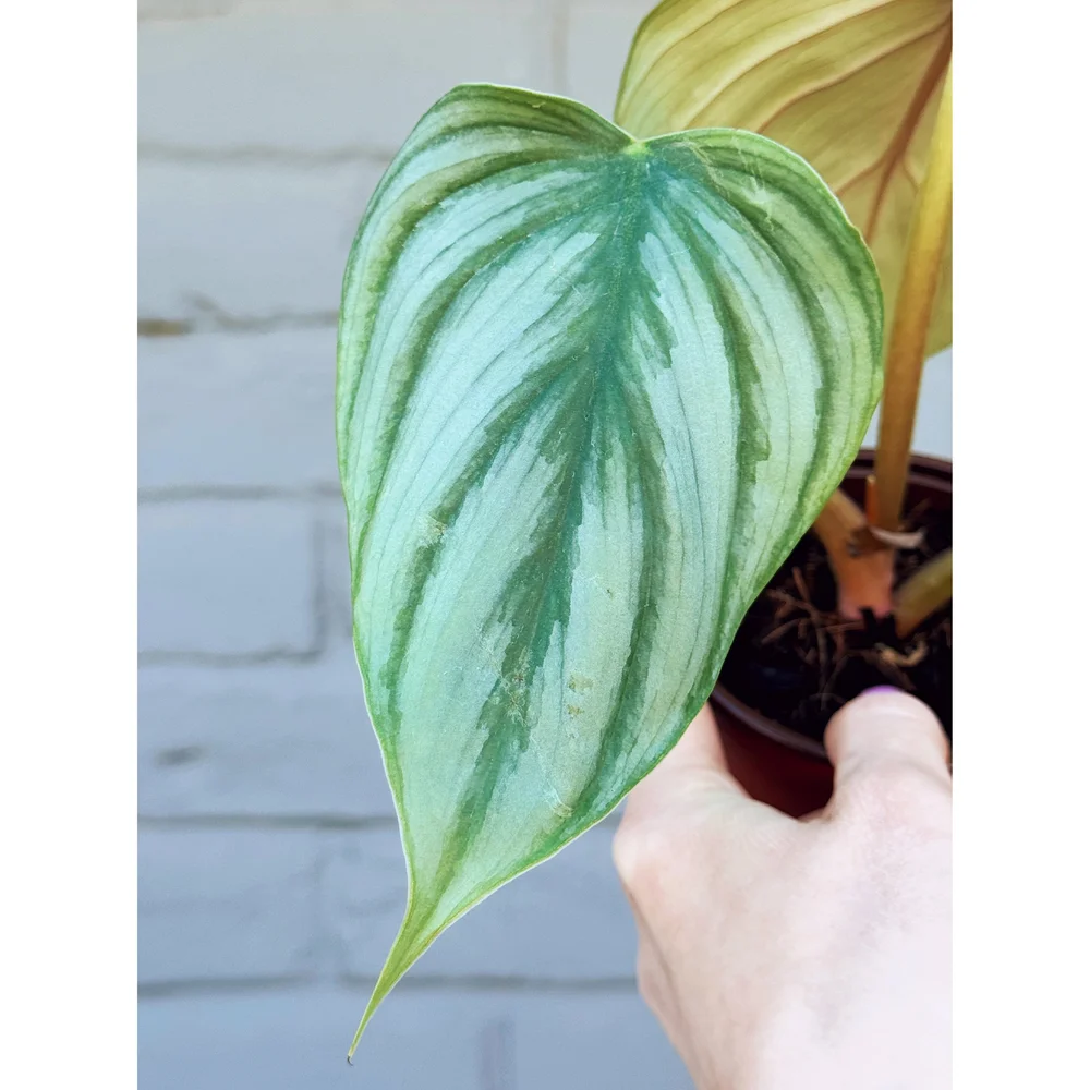 Philodendron 'Pastazanum Silver' 4
