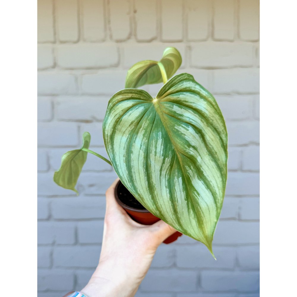 Philodendron 'Pastazanum Silver' 4"  Stayin' Alive Succulents