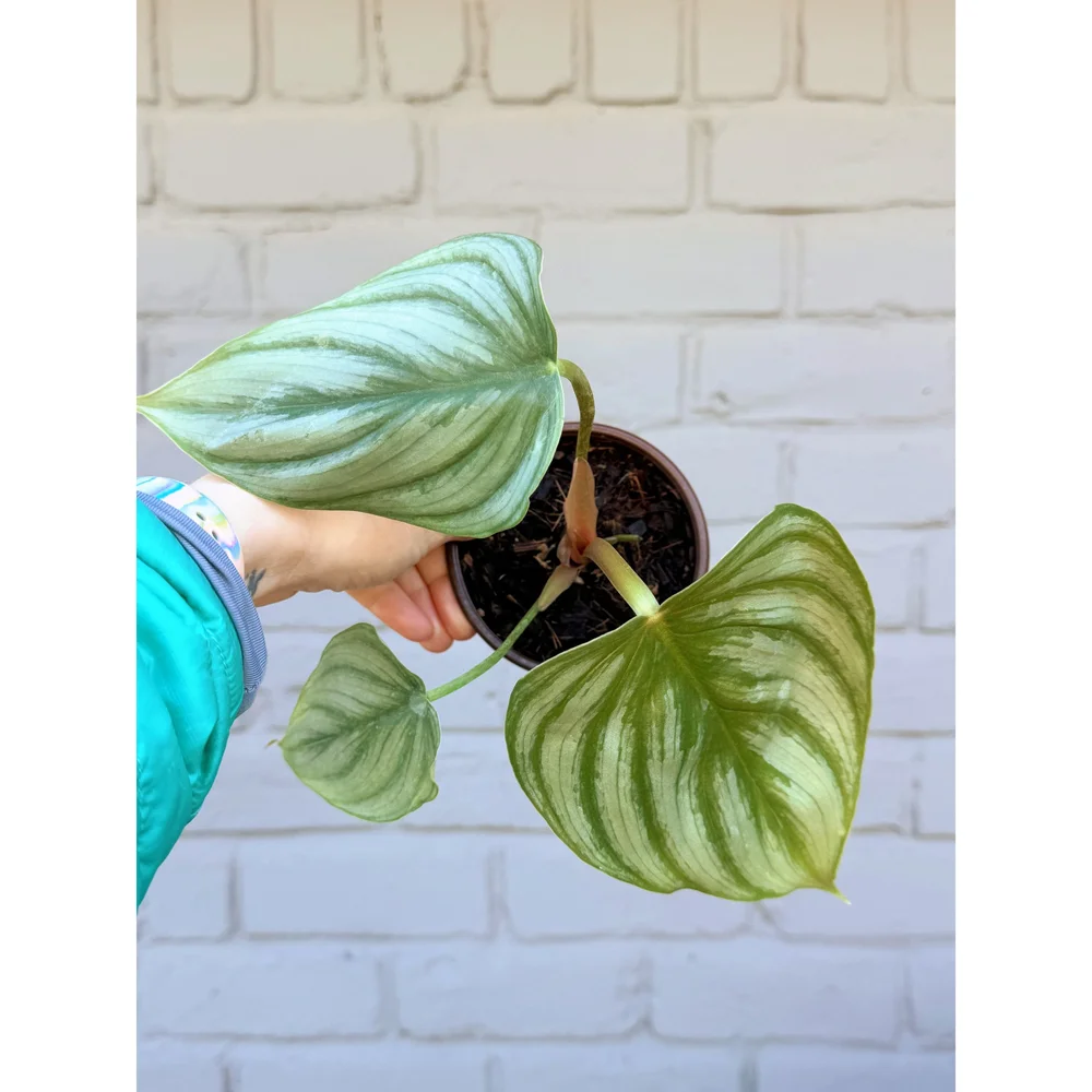 Philodendron 'Pastazanum Silver' 4