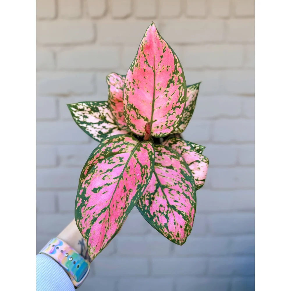 Aglaonema Hybrid Lady Valentine 4 Pink  Stayin' Alive Succulents