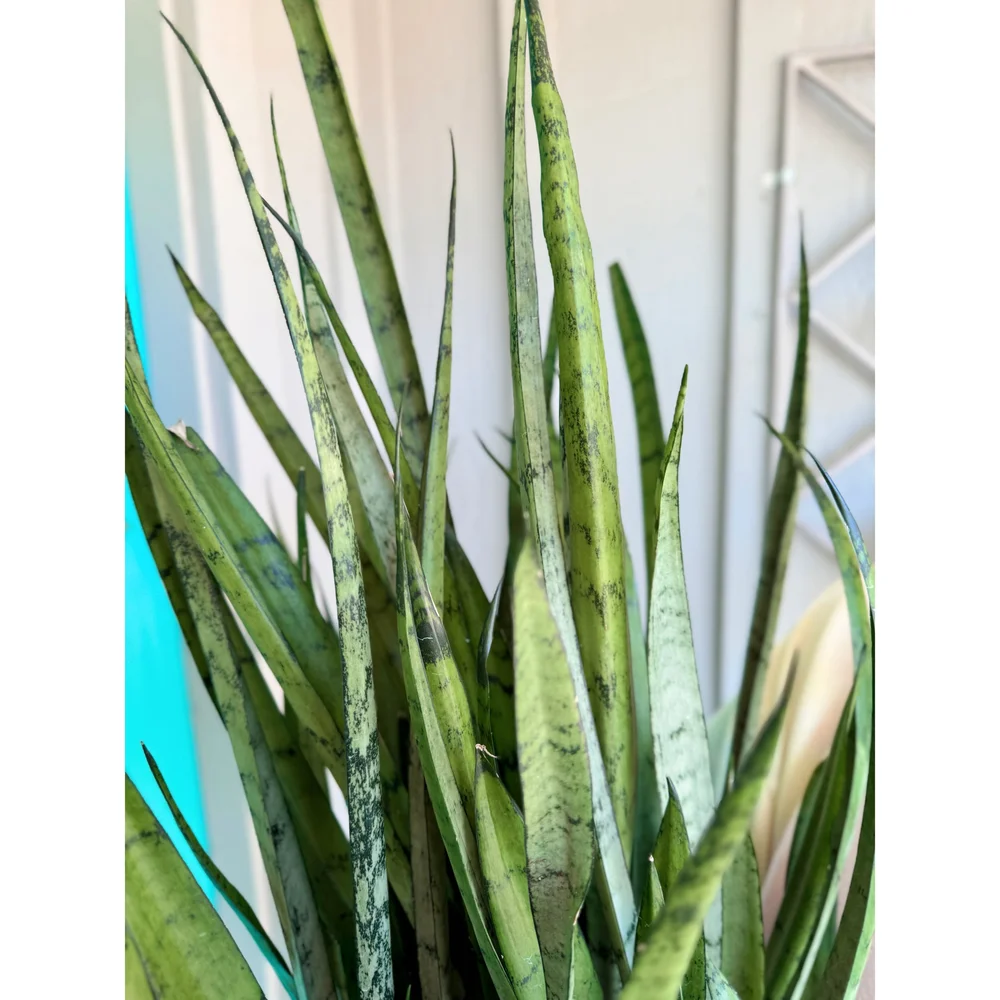 Sansevieria Silver Streak 10"  Stayin' Alive Succulents
