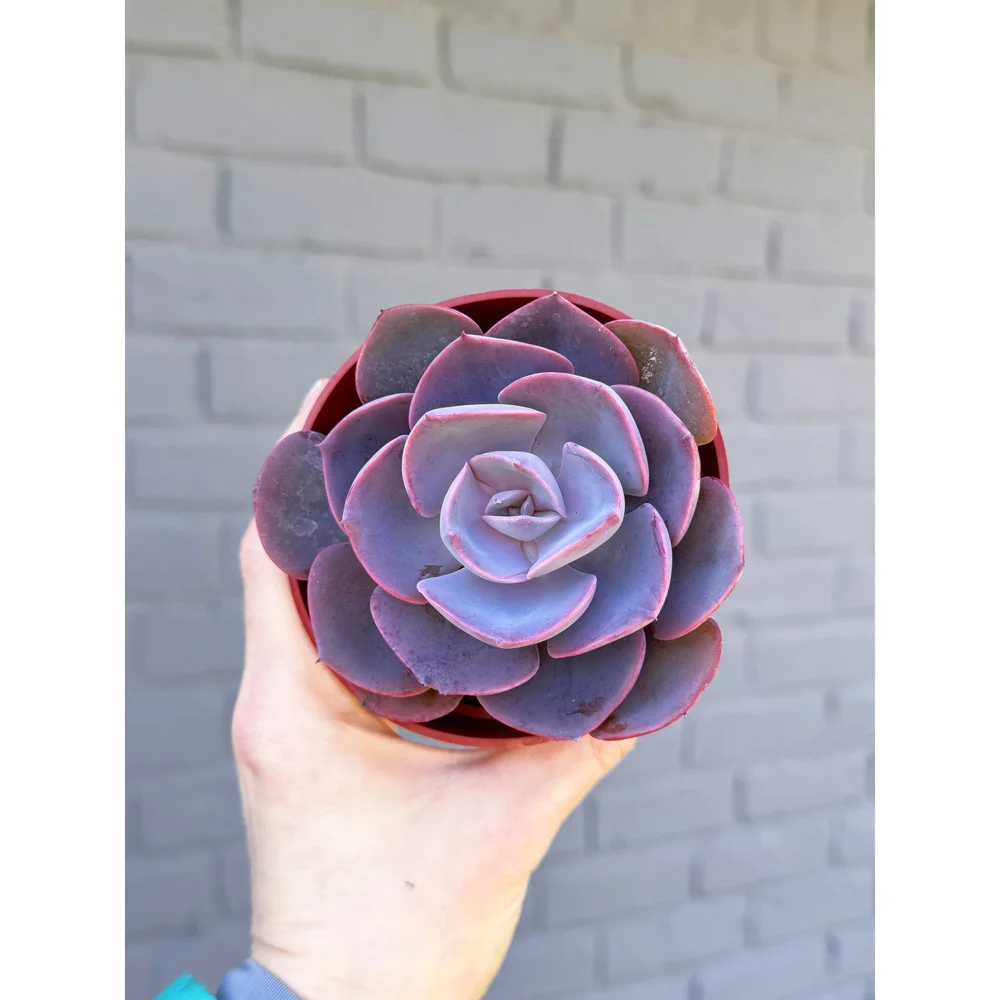 Echeveria 'Dusty Rose' 4"  Stayin' Alive Succulents