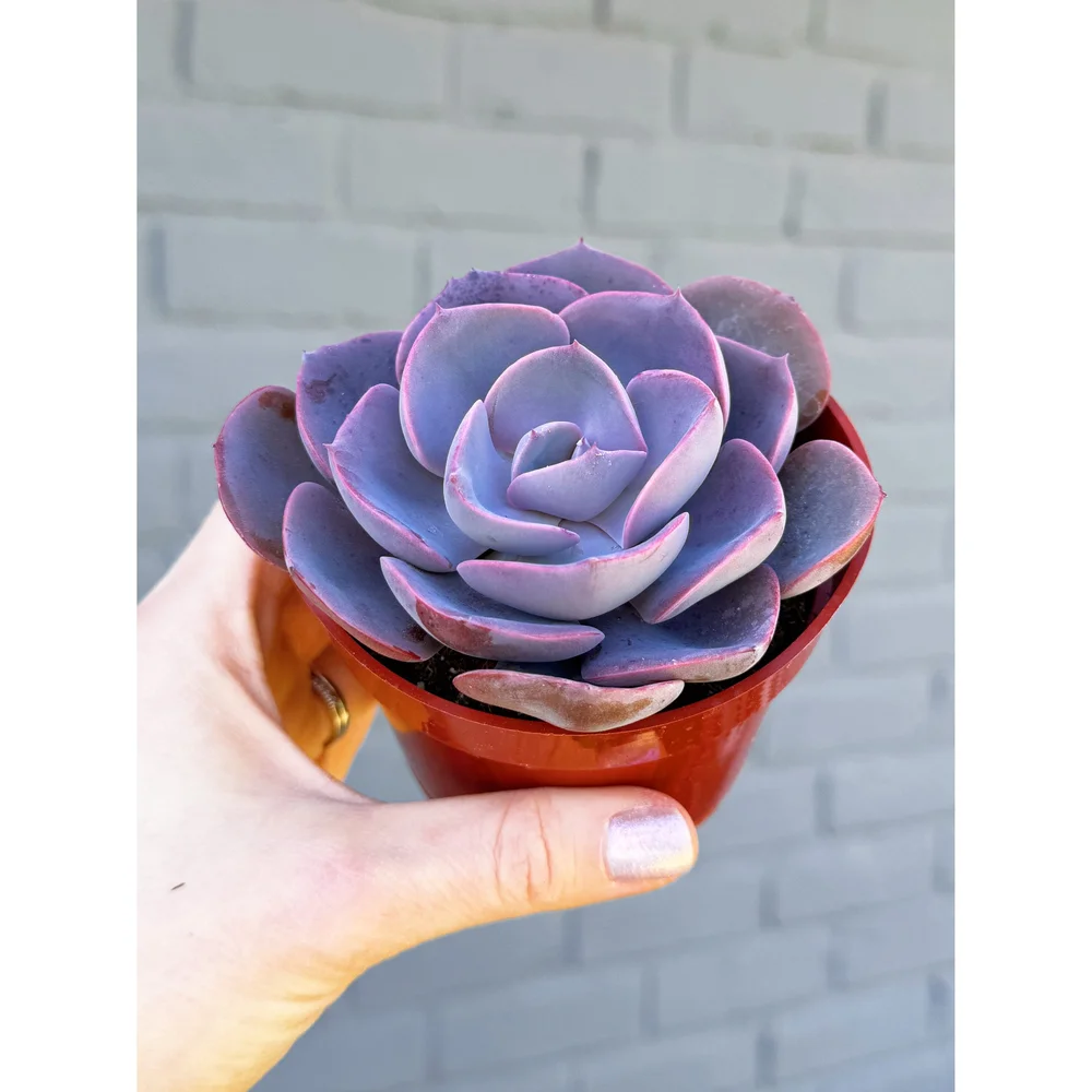 Echeveria 'Dusty Rose' 4"  Stayin' Alive Succulents
