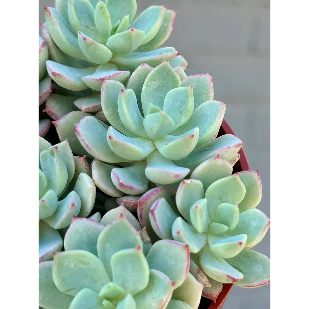 Echeveria Rosette Cluster - Green and Pink  Stayin' Alive Succulents