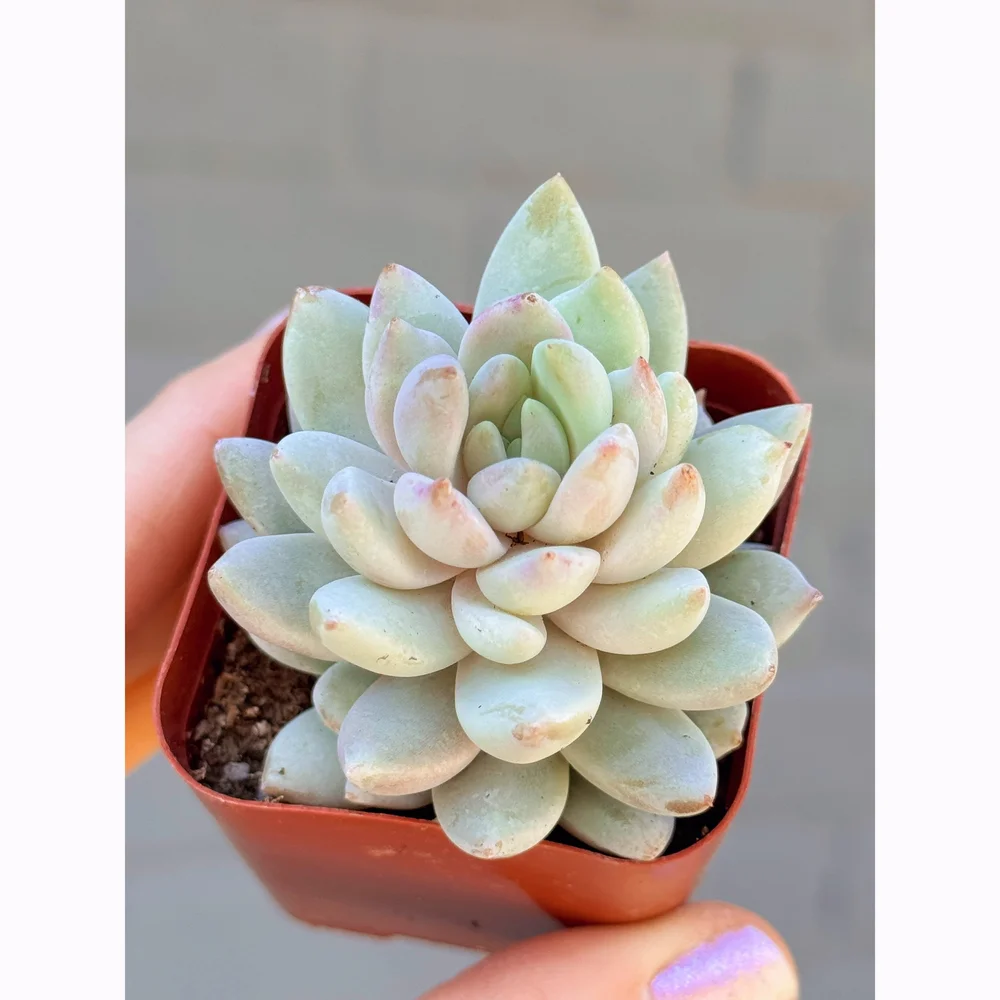 rare colorful succulents 8'' Graptopetalum Purple Delight Variegated, Rare Live Succulent Plant –  cocosucculent