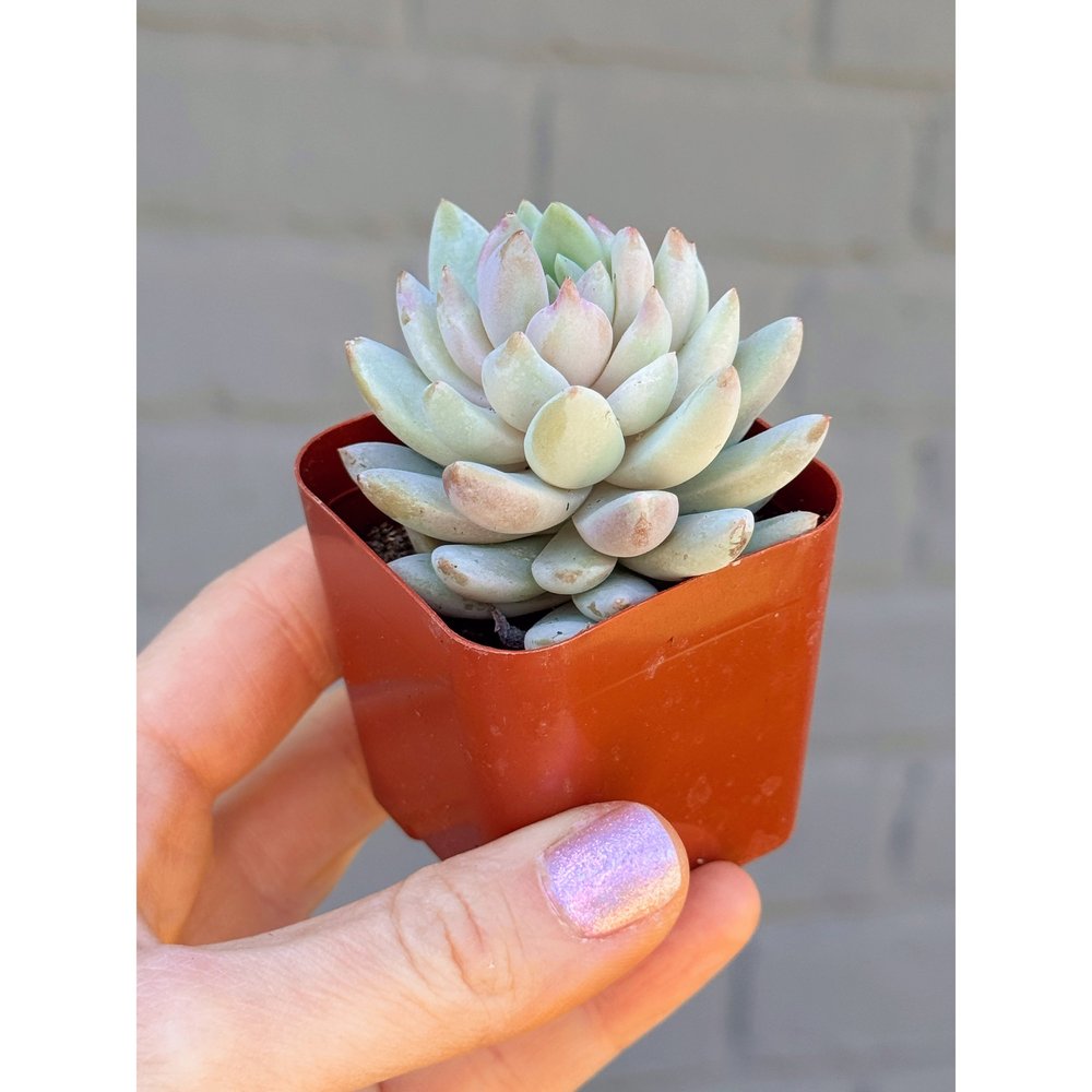 glass pot plant DOOA Glass Pot SHIZUKU