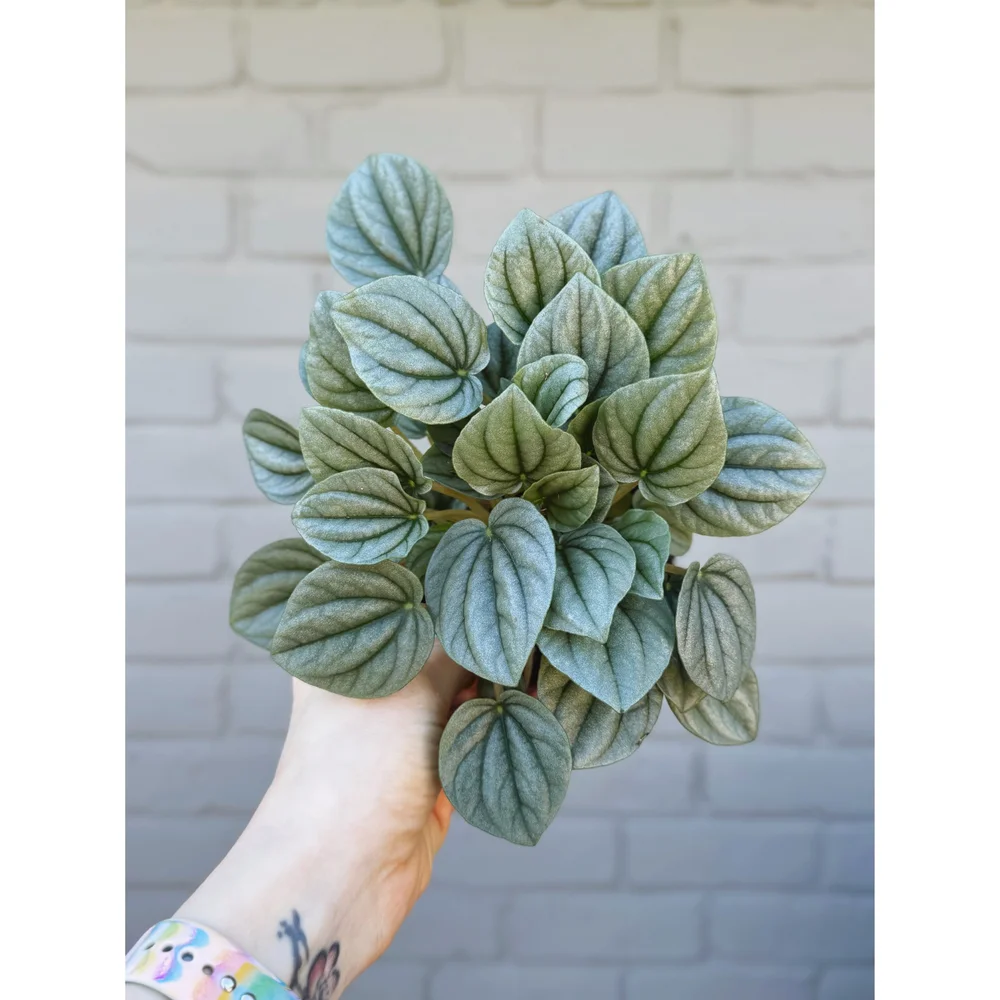 Peperomia Caperata 'Frost' 4