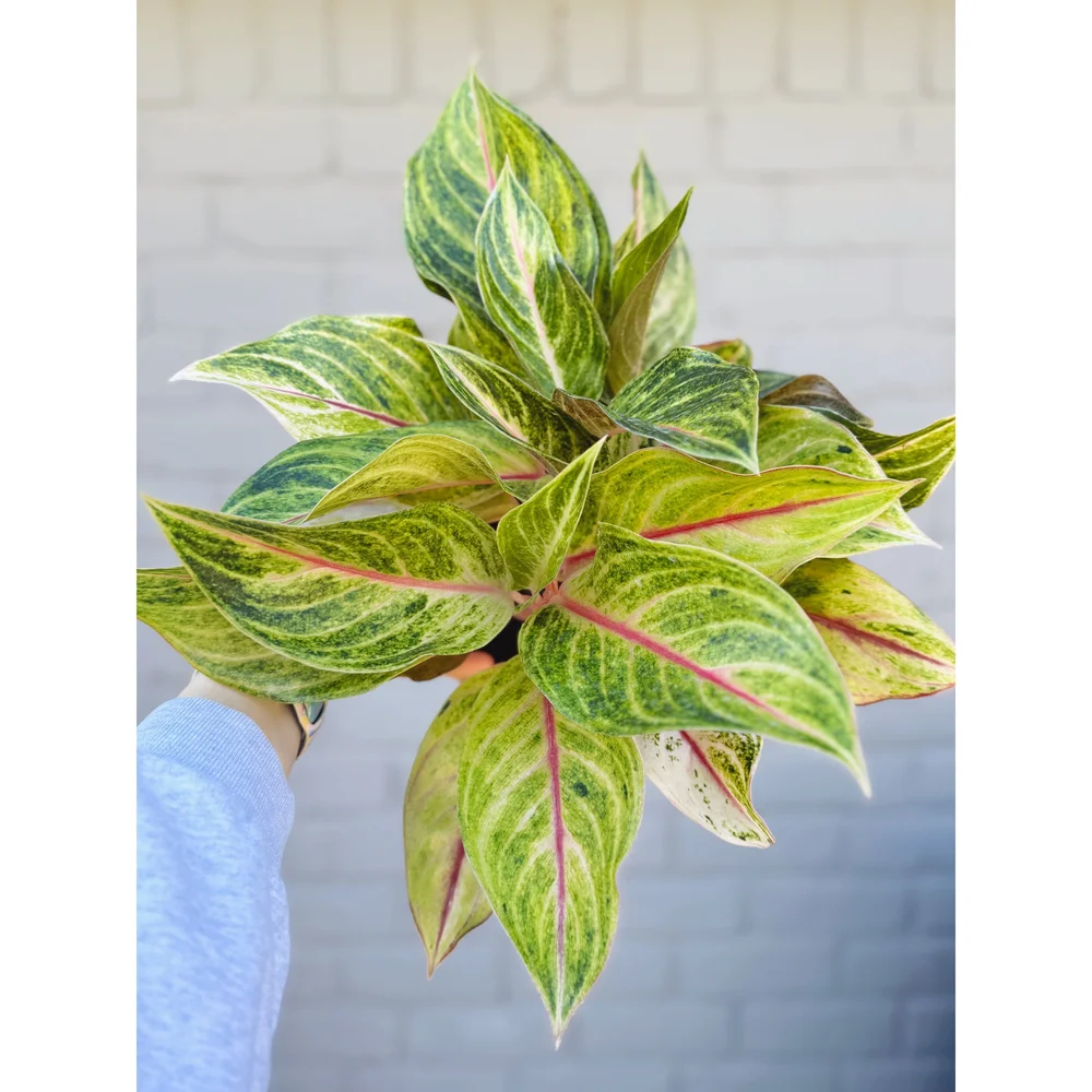 miracle gro house plant food Miracle-Gro - Liquid Indoor Plant Food