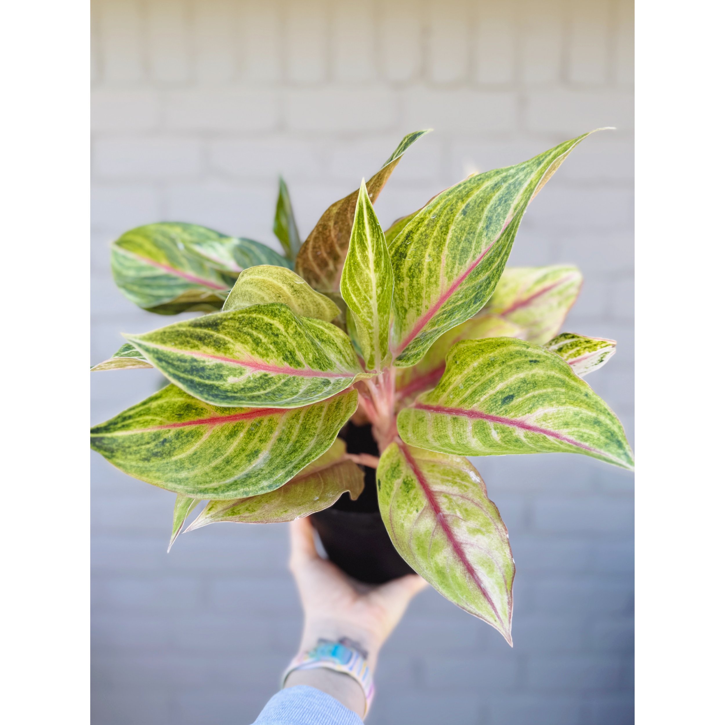 Aglaonema Hybrid 'Golden Fluorite'