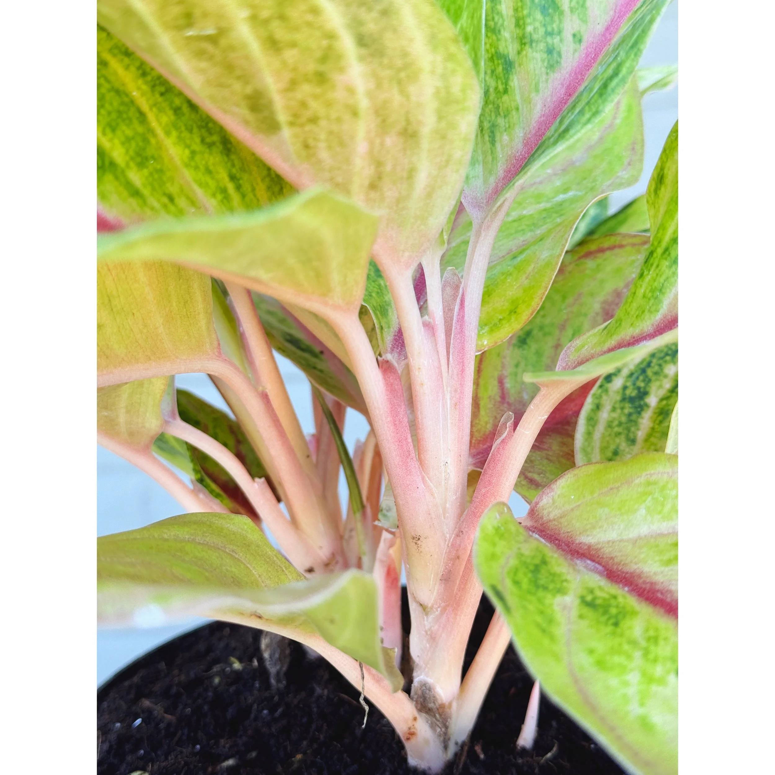 Aglaonema Hybrid 'Golden Fluorite'