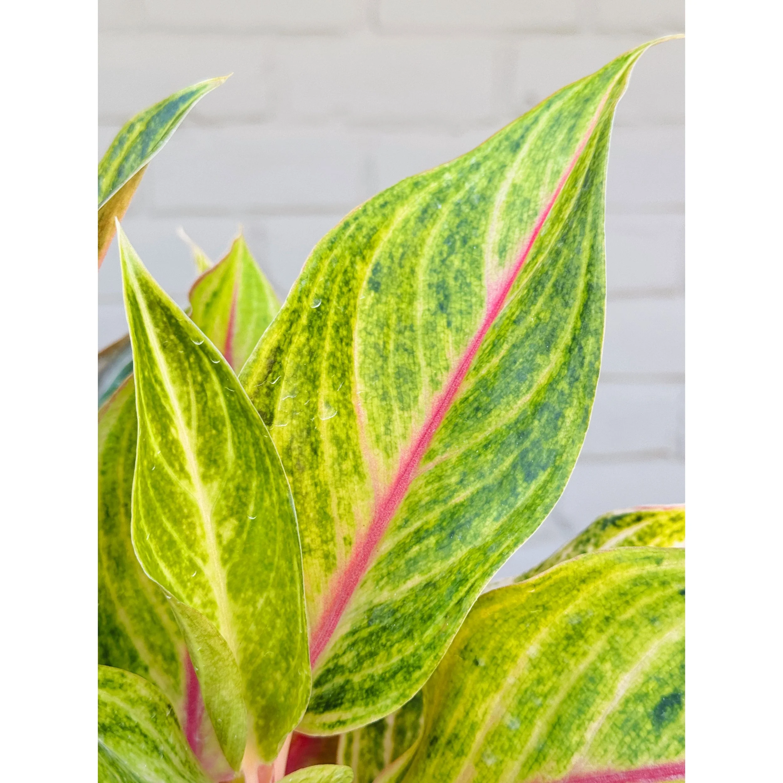 Aglaonema Hybrid 'Golden Fluorite'