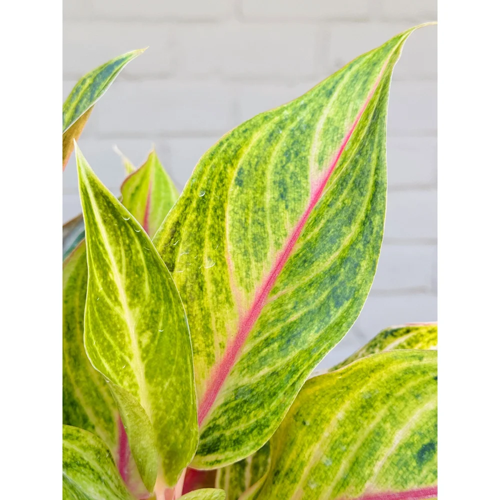 types of dracaena plants Dracaena marginata (dragon tree)  Plant Material
