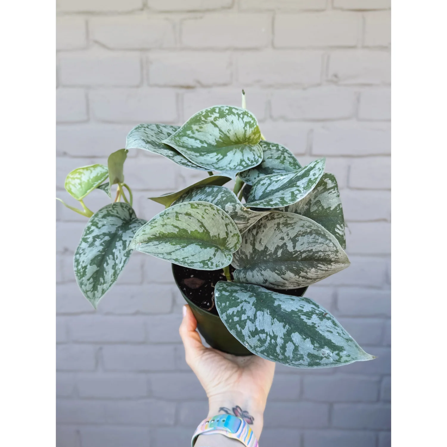 Scindapsus Exotica ‘Acintya’ Mutated The Plant House | Scindapsus Exotica 'Acintya' • Exotica