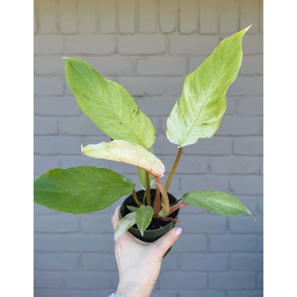 Philodendron 'Snowdrift' 4