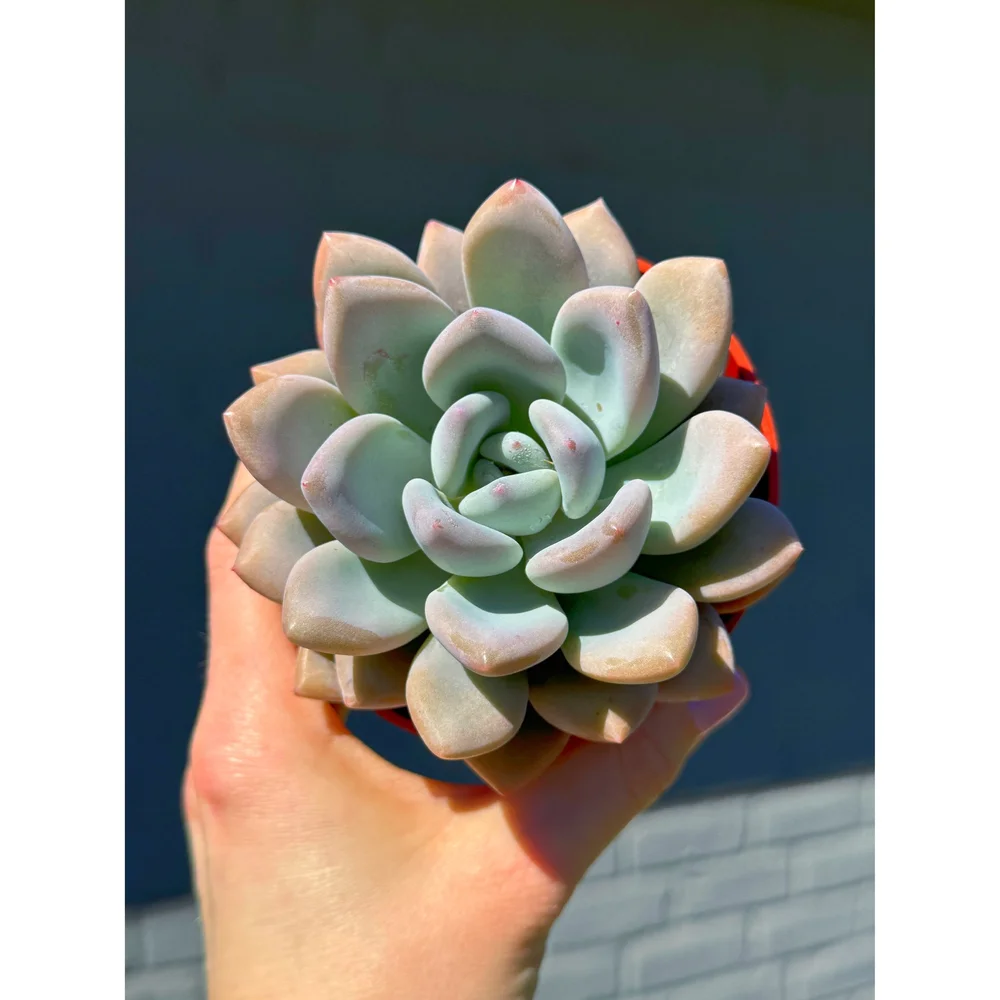 Graptoveria Opalina 4