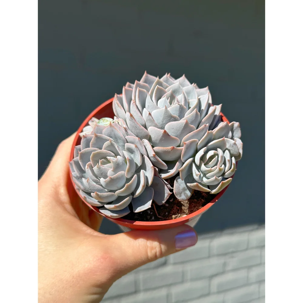Echeveria 'Morning Beauty' — Stayin' Alive Succulents