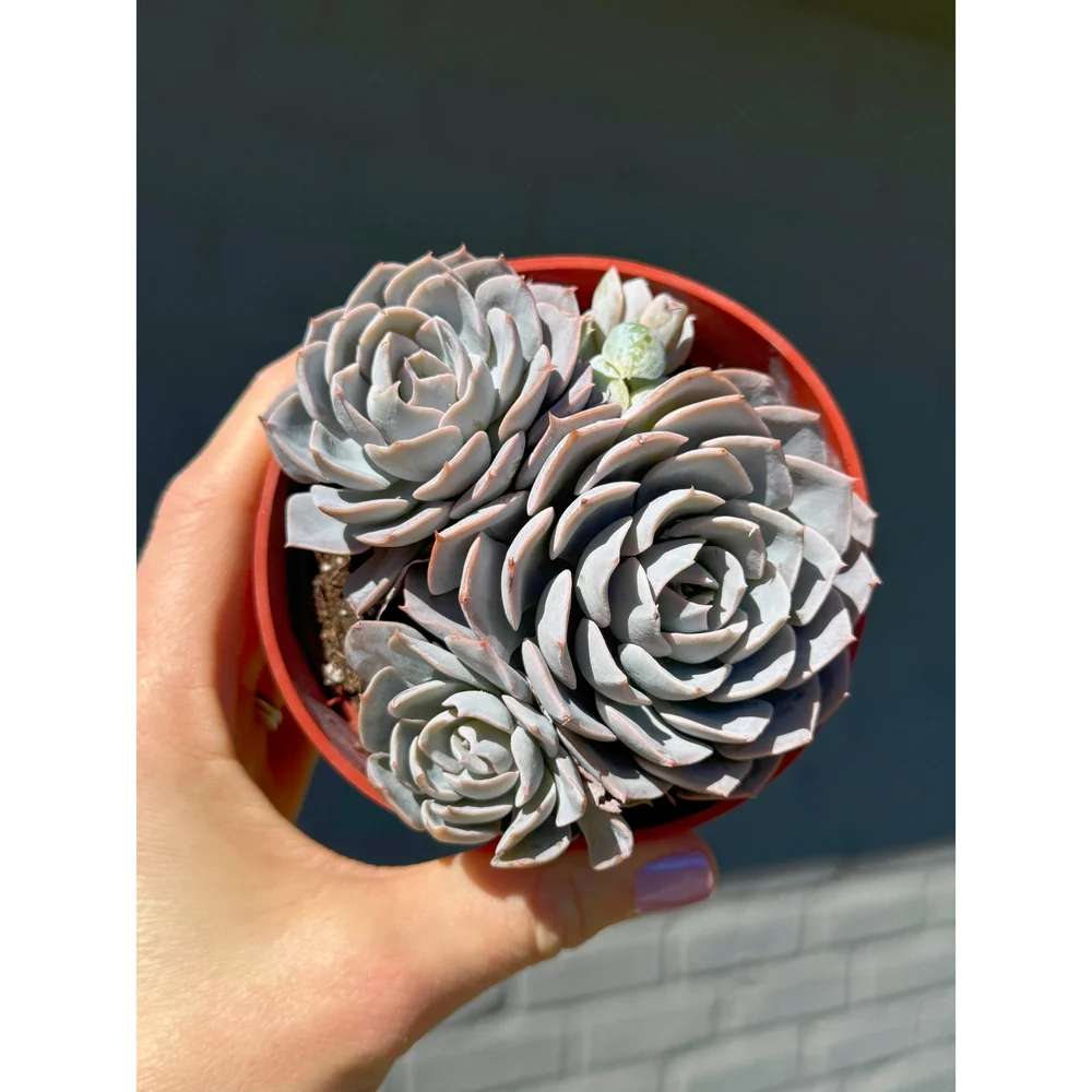 Echeveria 'Morning Beauty' — Stayin' Alive Succulents
