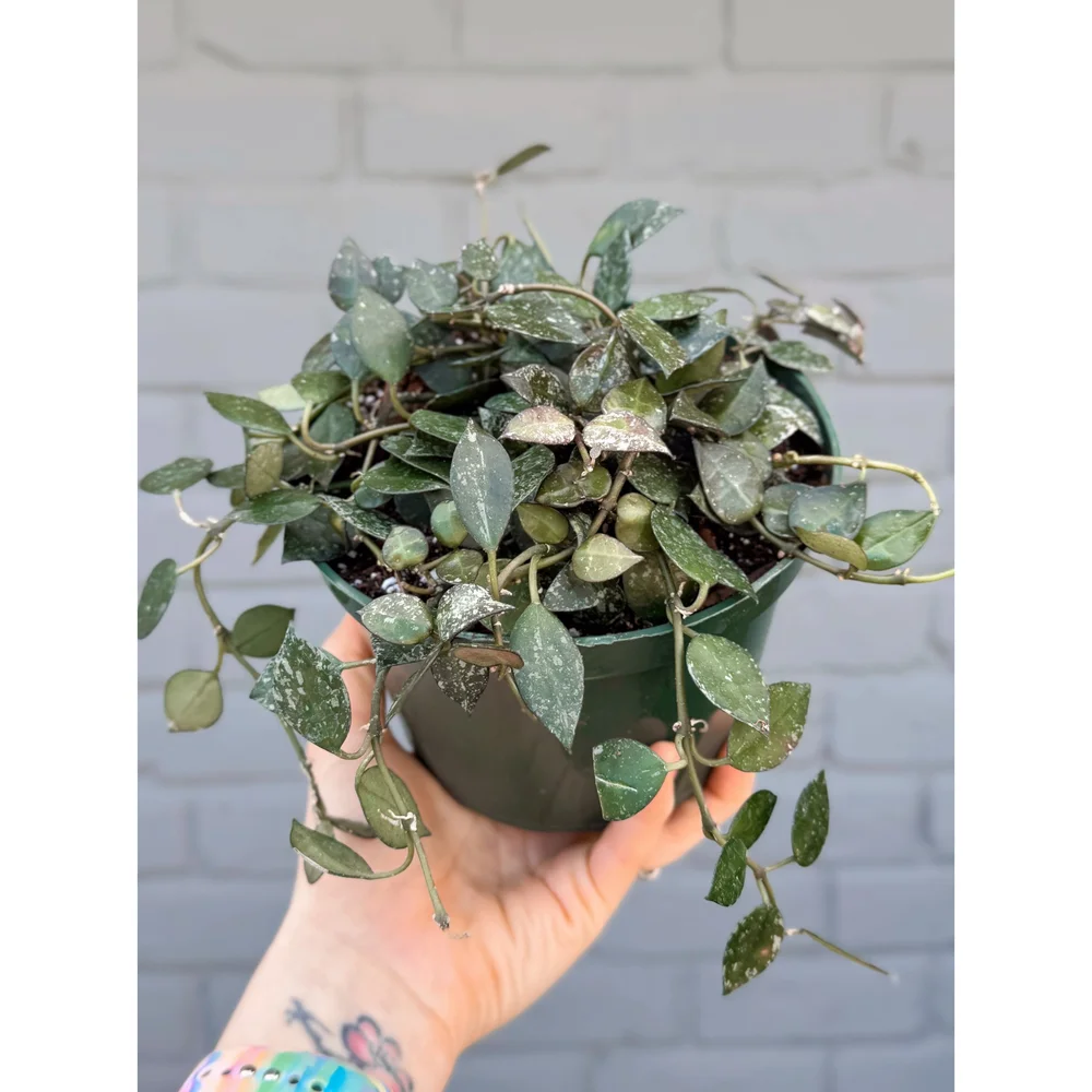 HOYA SKIN ホヤスキン Hoya 'Krohniana Splash' 6