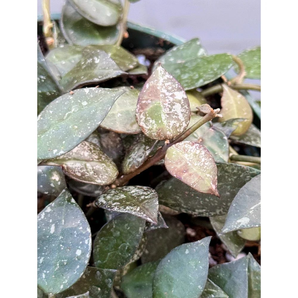 Hoya 'Krohniana Splash' 6