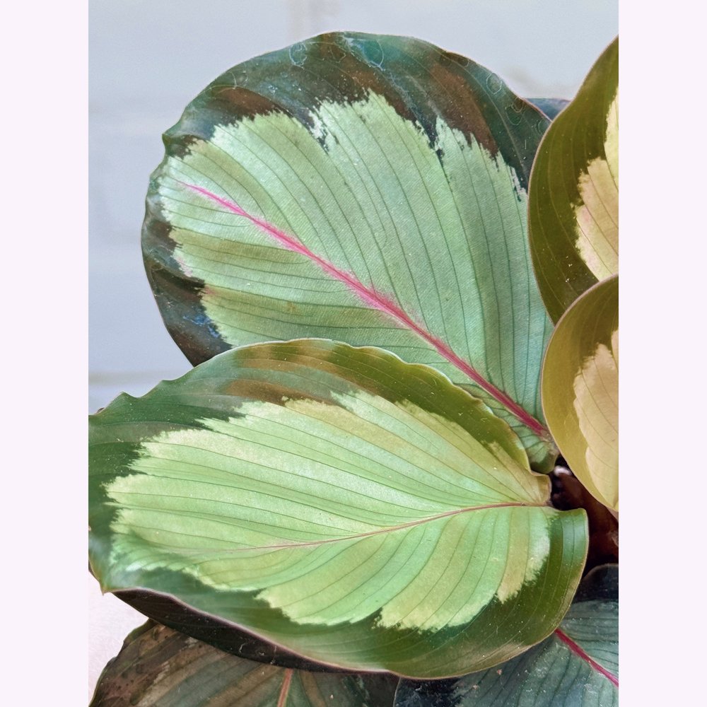 gold dust dracena Dracaena surculosa 'Florida Beauty' main image 0