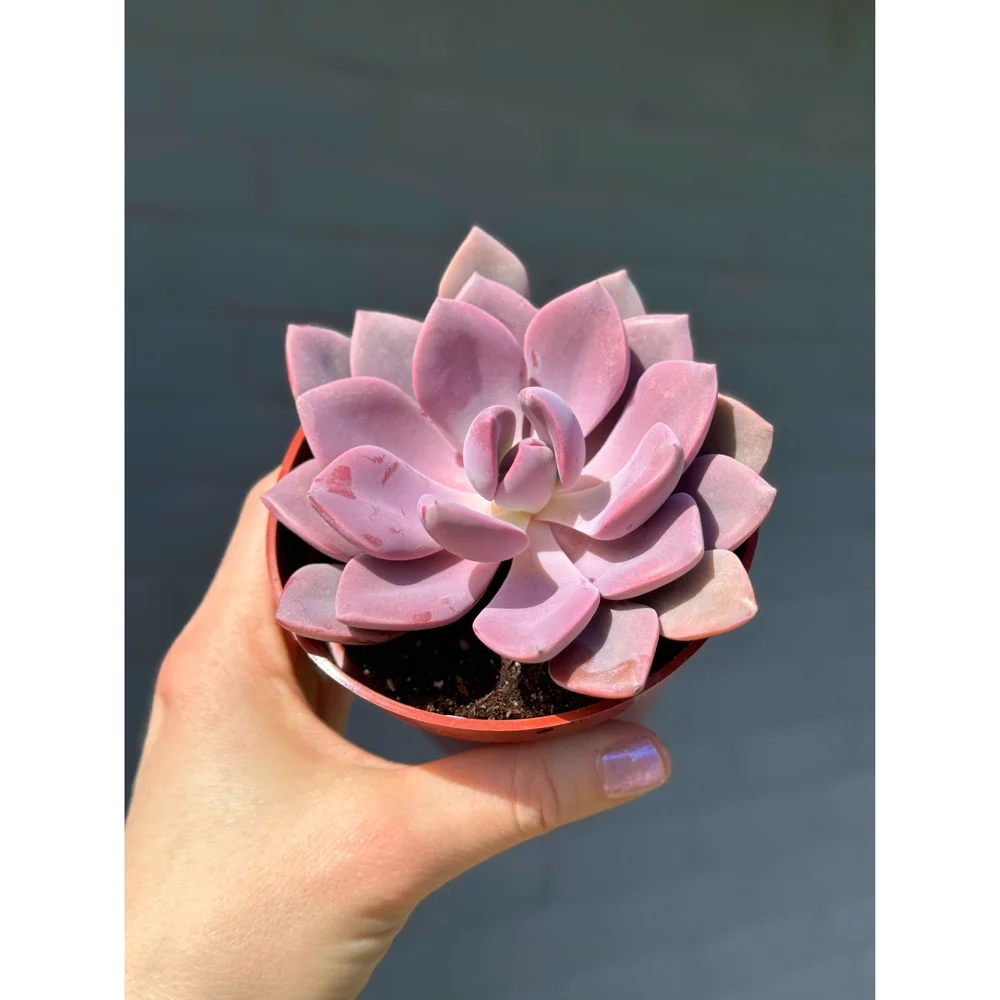 Graptoveria 'Debbie' Purple Succulent 4"  Stayin' Alive Succulents