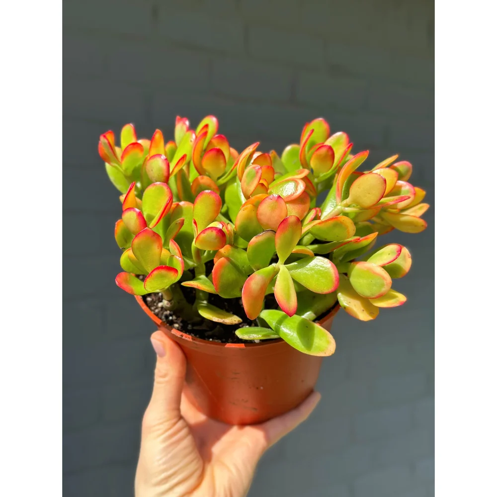 Crassula Ovata Jade 'Hummel's Sunset' 6"  Stayin' Alive Succulents