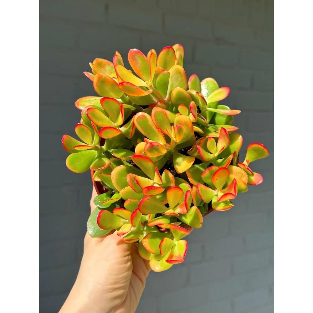 sea lavender plant Sea Lavender (Limonium perezii) – Plants Express main image 0
