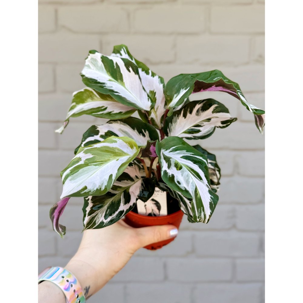 Calathea Stella Hybrid 4"  Stayin' Alive Succulents