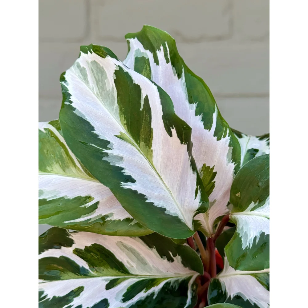elefantenohr zebrina pflege Alocasia kaufen - Zebrina Elefantenohr Ø:17 H:70 cm main image 1