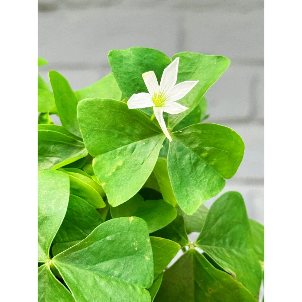 Oxalis Regnellii 'Lucky Shamrock' Green — Stayin' Alive