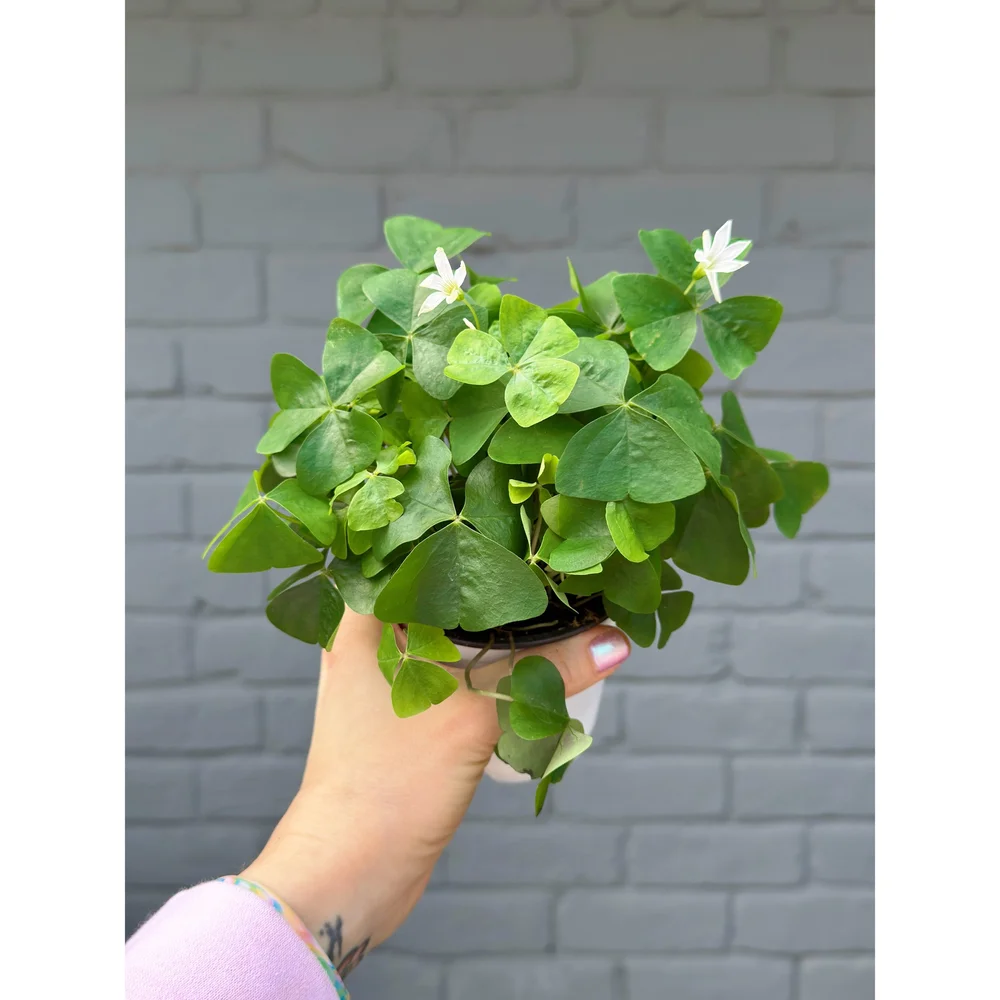 【OK plant】 Annie Oakley OP Okra (Certified Organic) - Common Wealth