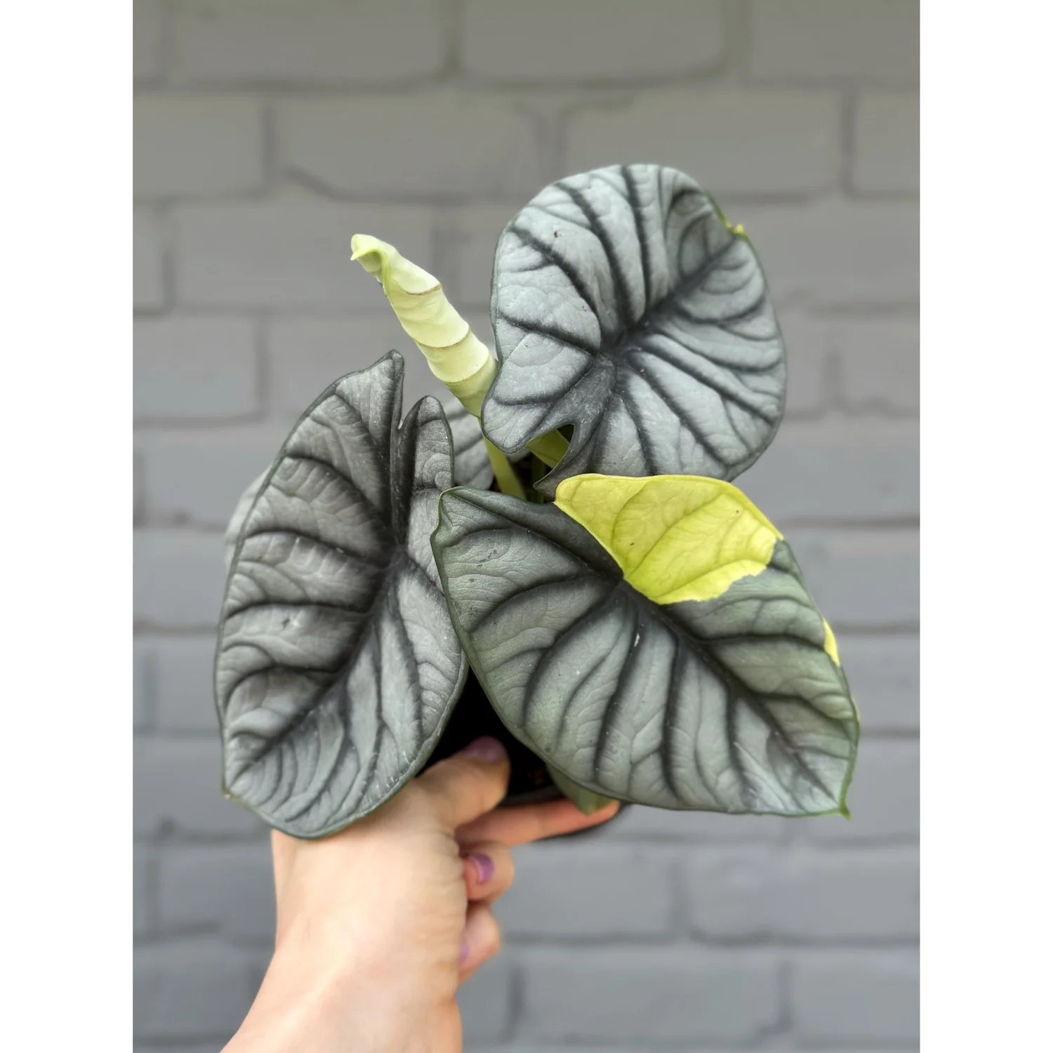 Alocasia Baginda 'Silver Dragon' Sport Variegated — Stayin
