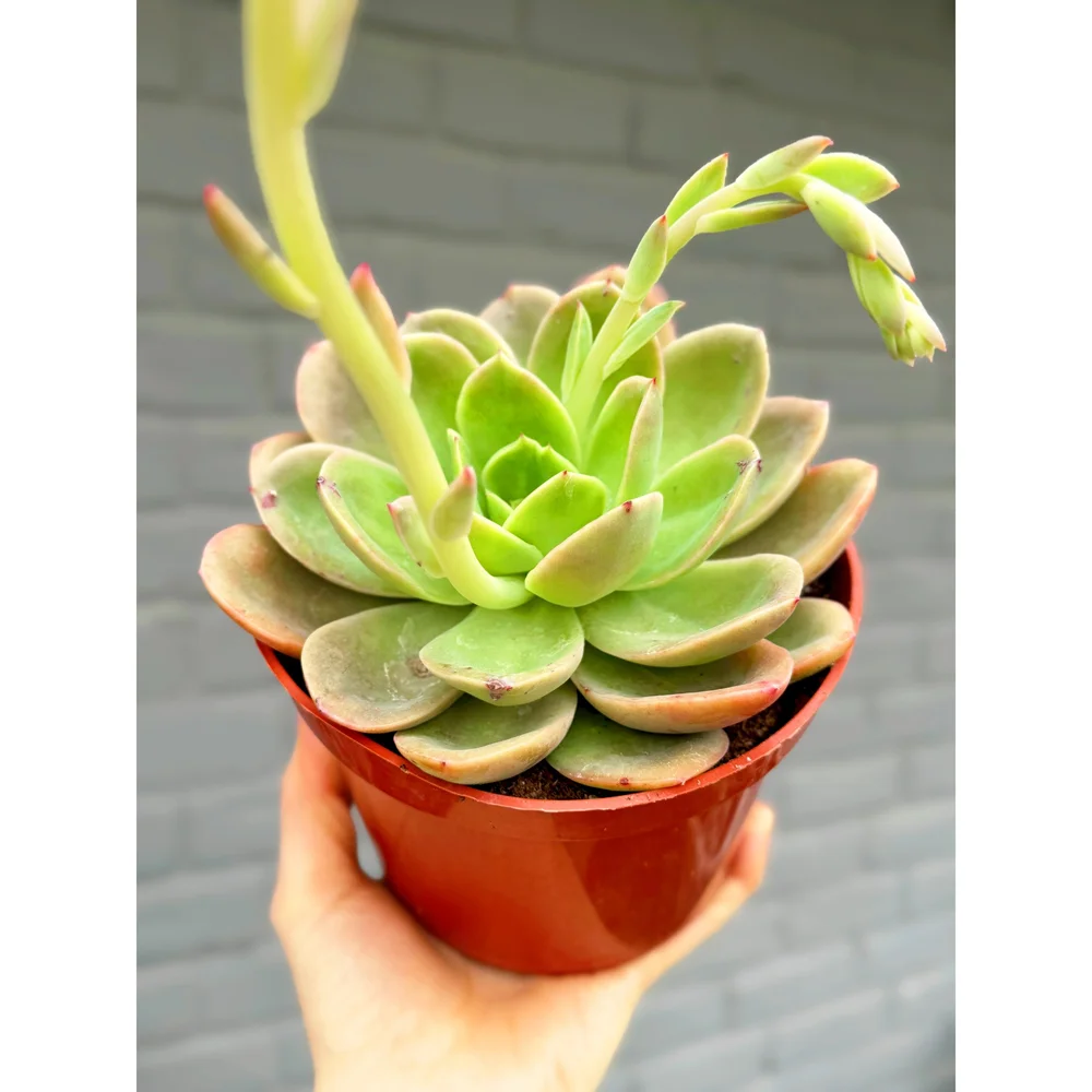 Echeveria 'Golden Glow' 6"  Stayin' Alive Succulents