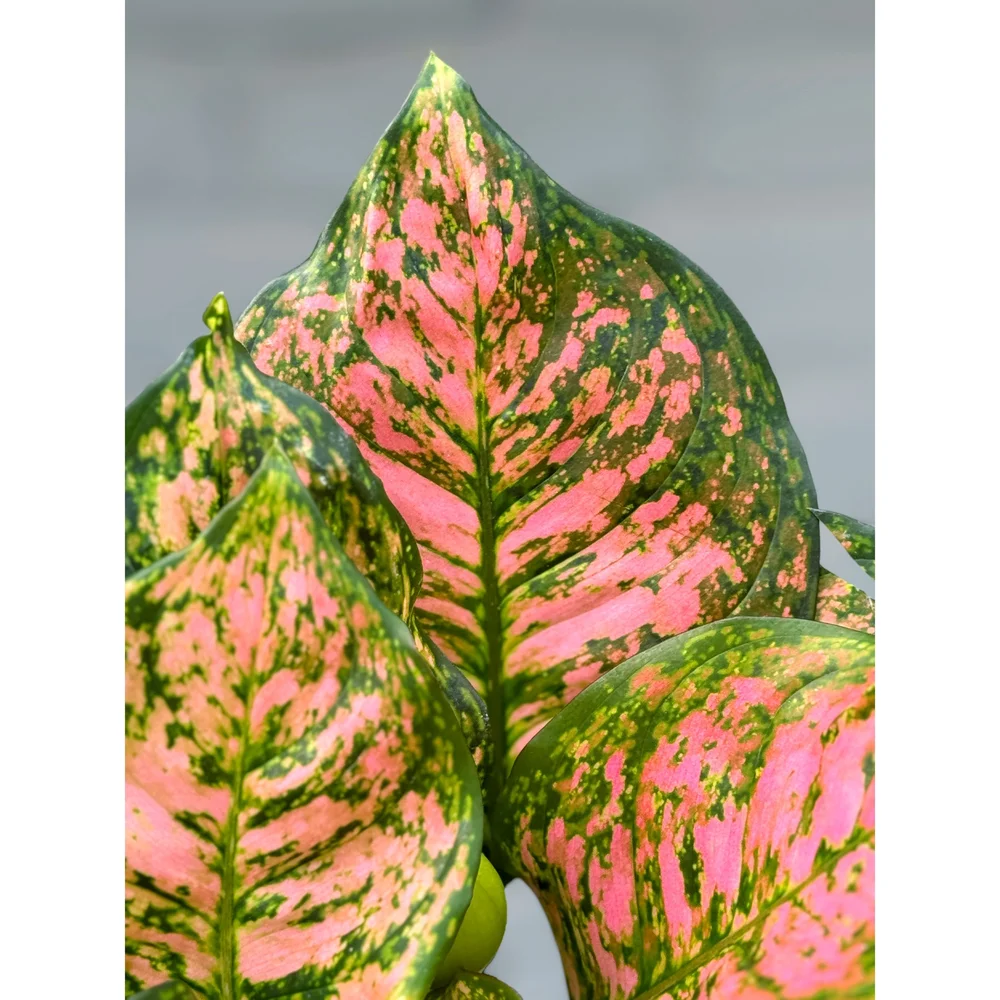 Aglaonema Hybrid 'Wishes' 6"  Stayin' Alive Succulents