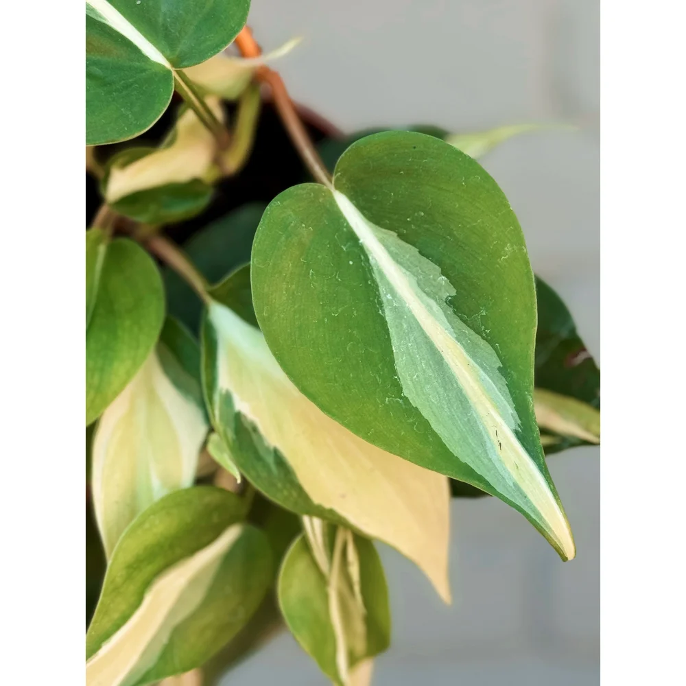 Philodendron 'Silver Stripe' 4"  Stayin' Alive Succulents