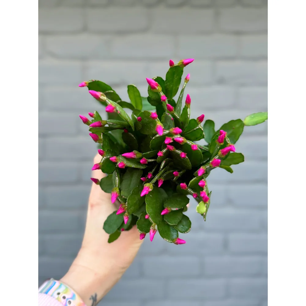 Hot Pink Spring Cactus 4" Blooming  Stayin' Alive Succulents