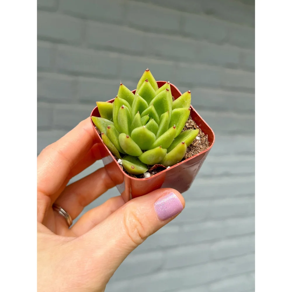 Echeveria Agavoides (Wax Agave)  Stayin' Alive Succulents